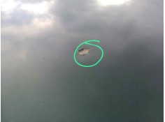 Recambio de capot para honda civic berlina .5 (ma/mb) 1.6 cat (d 16 b 2) referencia OEM IAM  TARA VERDE 2